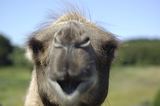 lindeijer_2006-07-20_758