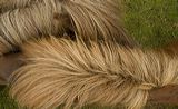 lindeijer_2006-07-31_264