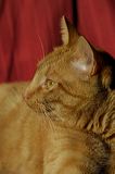 lindeijer_2006-09-08_024