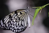lindeijer_2006-09-09_115