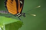 lindeijer_2006-09-09_140