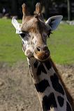 lindeijer_2006-09-09_228