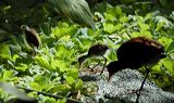 lindeijer_2006-09-09_294