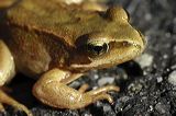 lindeijer_2006-10-01_007