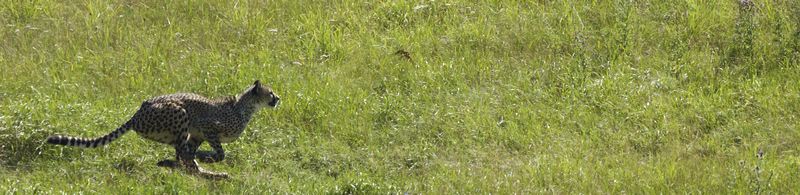 lindeijer_2006-07-20_612.jpg