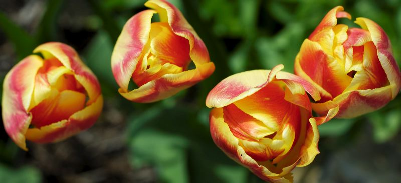 lindeijer_2006-05-27_023.jpg
