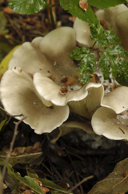 lindeijer_2006-10-15_030.jpg
