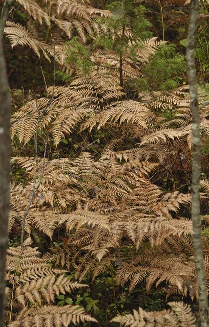 lindeijer_2006-10-15_051.jpg